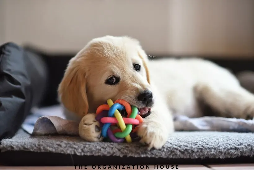 10 Dog Toy Storage Ideas That Will Make Your Pup Smile