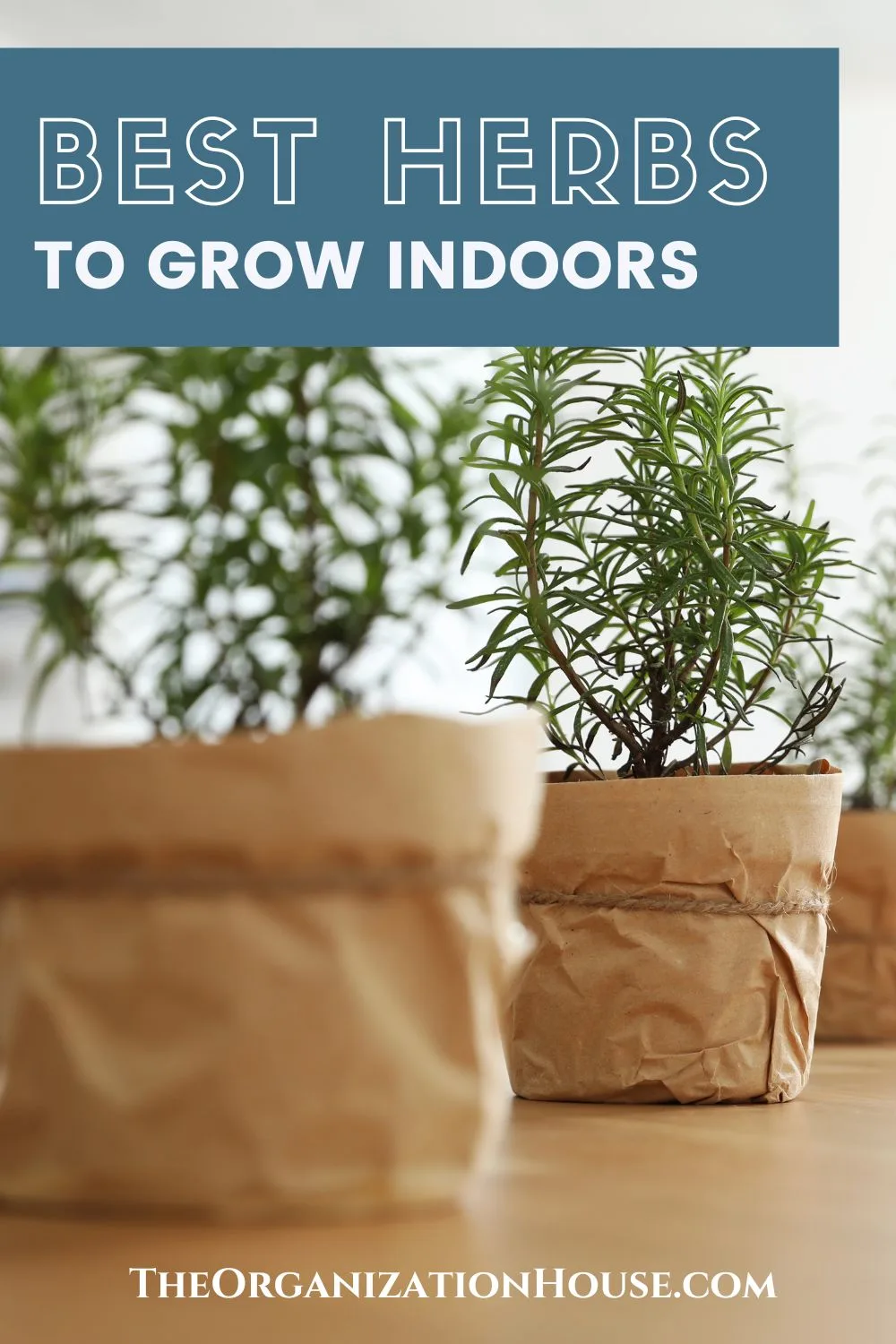 Best Herbs To Grow Indoors The Organization House Best herbs to grow indoors the organization house